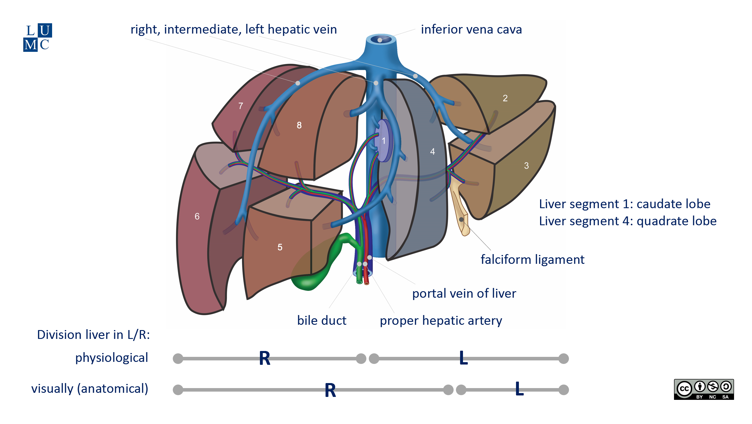 Leiden - Drawing Liver segments and vascularisation - English labels